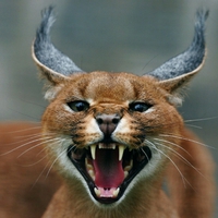 Caracal Cat