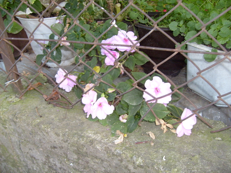 gentle pink - flower, pink, fence, photo, photography, nature, bulgaria