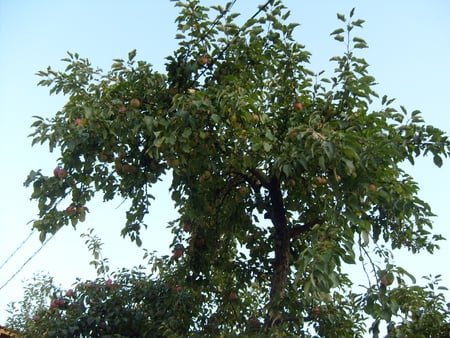 Apple - apple, summer, photo, sky, picture, photography, tree, nature, bulgaria