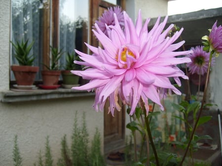 garden flower - flower, purple, pretty, photo, garden, photography, house, nature, bulgaria