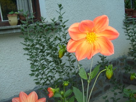 Flower - summer, flower, pretty, photo, village, garden, photography, orange, house, nature, bulgaria