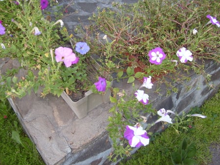 garden - pretty, summer, photography, colors, photo, flowers, colorful, nature, garden, bulgaria