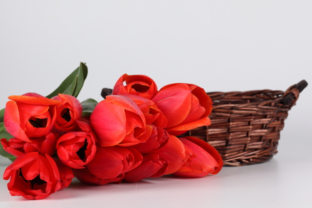 Tulips - beauty, nice, photography, delicate, tulips, bouquet, basket, still life, white, cool, pretty, harmony, loely, red, beautiful, tulip, flowers, photo, elegantly, flower