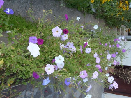 Colorful Garden - summer, pretty, flowers, photo, garden, photography, nature, colors, bulgaria