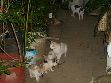 Cats - animals, cats, photography, photo, garden, cute, bulgaria