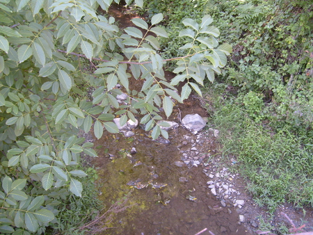 Small River - photography, summer, bulgaria, nature, river, green, tree, photo, small