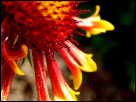 Flower - nature, other, flower, beautiful