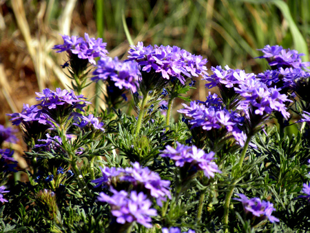 Purple - nature, purple, flowers, other