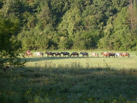 Horses - forest, animals, photo, horses, photography, field, tree, nature, bulgaria, green