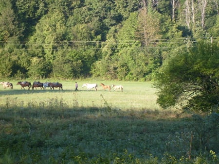 horses - forest, animals, photo, horses, photography, trees, nature, mountain, bulgaria