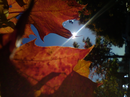 autumn leaves