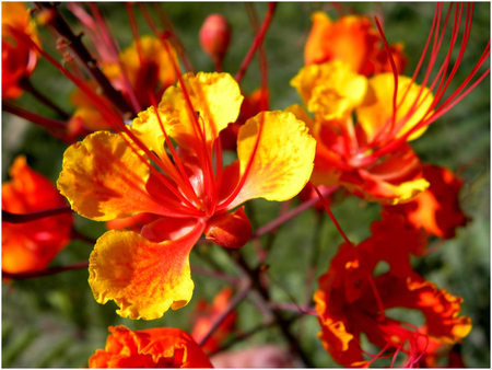 Flowers - floers, nature, other, beautiful