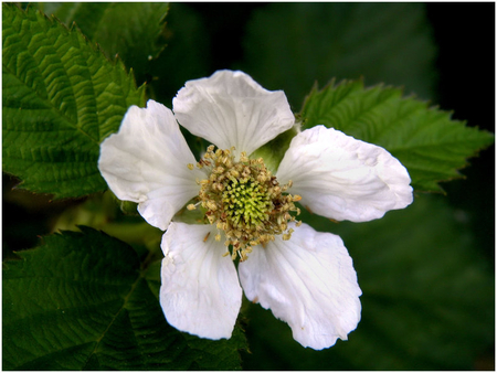 Flower - nature, other, flower, beautiful