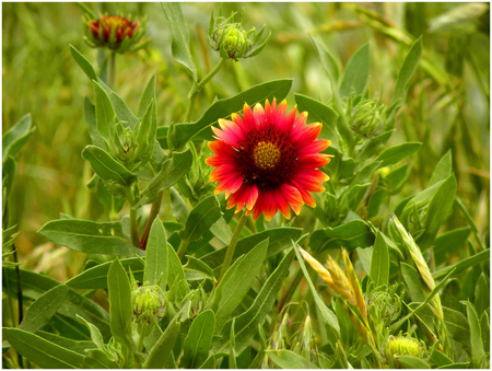 Flowers - nature, flowers, other, beautiful