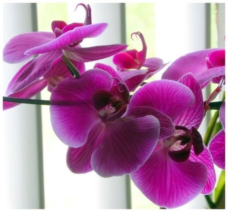 Orchid - nature, flowers, pink, orchid