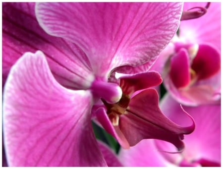 Orchid - nature, flower, pink, orchid