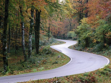 Winding Road - leaves, forest, trees, road