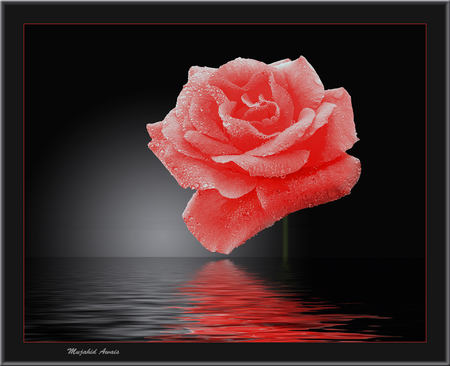 Love Flower - water, nature, ripple, refraction effect, rose, flower, reflection