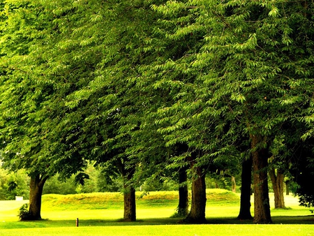 Trees - leaves, land, trees, grass