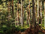 Rows of Trees