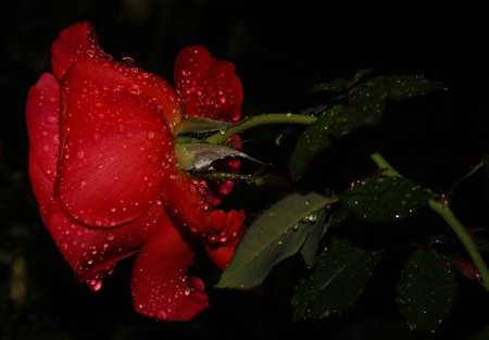 rose garden - red, rose, wet, 3d, single, nature