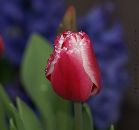 Tears_of_Joy - wet, 3d, pink, tulips