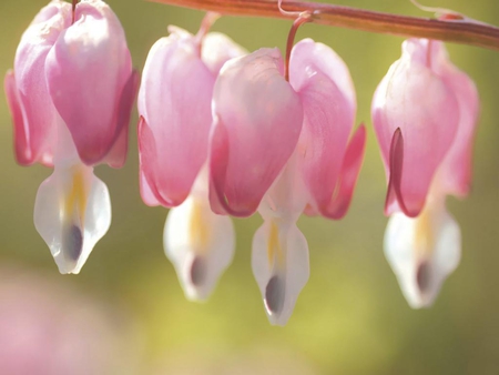 Dicentra - flower, 3d, pink, nice