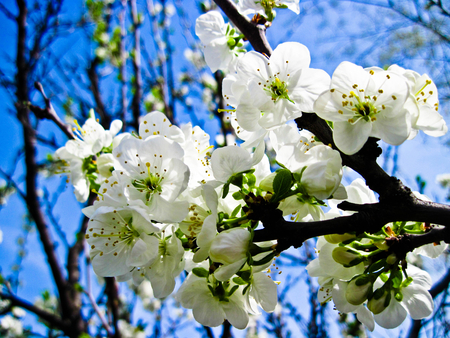 whity - flowers, white, sky, nature