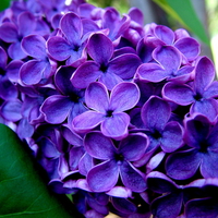 purple flowers