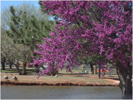 Spring - nature, tree, other, spring