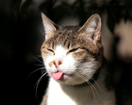 Cat Sticking Toung Out of Mouth ... Very Funny! - creatures, pets, cats, animals