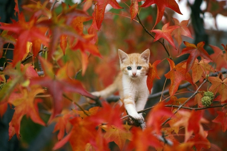 Cat on Tree - on tree, picture, beautiful, cat