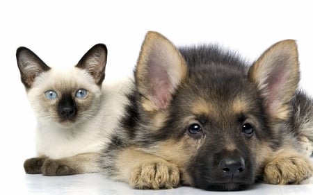 Cute Friends - picture, cat, dog, beautiful, cute-friends