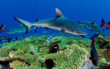 Sharks - picture, sharks, cool, beautiful