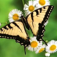 Beautiful Butterfly