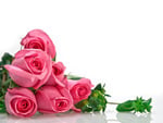 pink roses