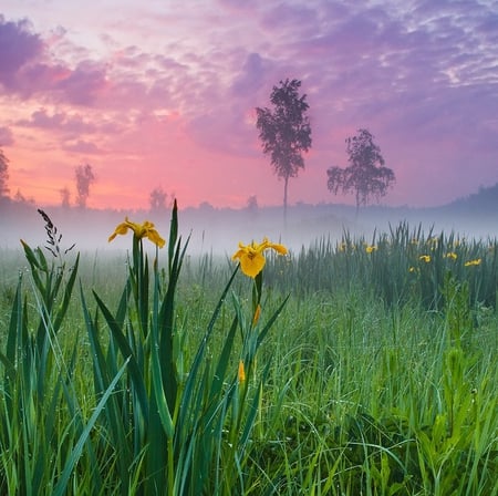 Spring - nature, flowers, grass, spring