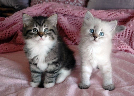 sweet kittens - kittens, blue, eyes, sweet, pets