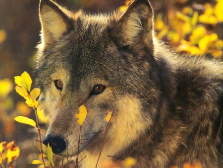 Wolf - animal, nature, wolf, tundra, wild