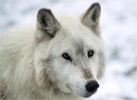 White wolf - animal, nature, wolf, tundra, snow, wild