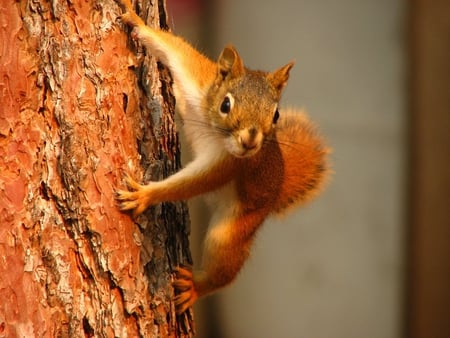 Mr. Chipmunk What's Happening - fur, chipmunk, tree, bark