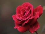 beautiful Rose