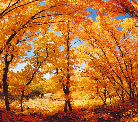 Golden arches - trees, sunlight, orange, arches, gold