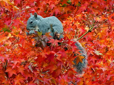 Home in the Maple - squirrel, grey, maple, eating, red, tree