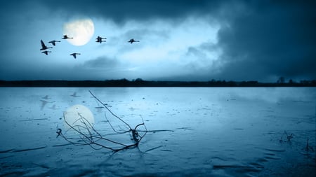 Out of the blue - sky, clouds, branch, geese, blue, water, flight, mist