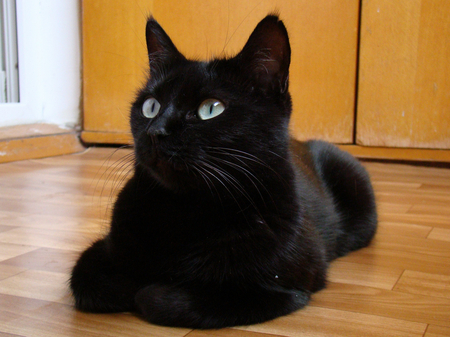 where is my food  meow - black, beautiful, cat, shiny, coat, sleek