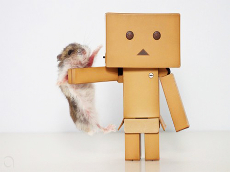 Danbo accidental kung fu smack - cute, accidental kung fu smack, danbo, funny