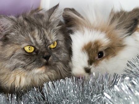 Christmas best friends - animal, kitten, pet, cat, sweet, feline, bunny