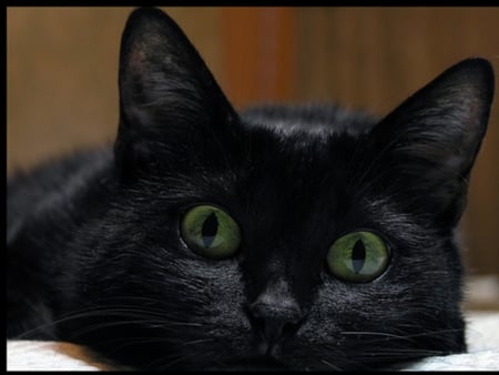 Black cat - cat, feline, animal, pet, sweet, black, kitten