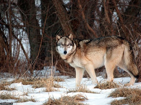 Wolf in snow - wildlife, tundra, wolf, animal, tree, snow